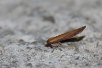 Zelleria hepariella