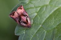 Archips podana