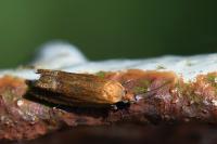Lathronympha strigana
