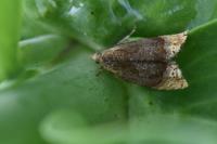 Eucosmomorpha albersana