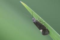 Lampronia morosa