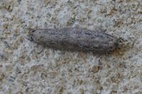 Platyedra subcinerea