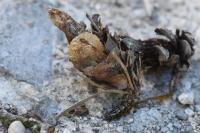 Canephora hirsuta