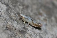 Argyresthia bonnetella