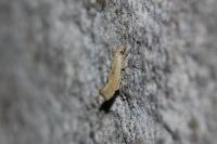 Ypsolopha alpella