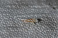 Argyresthia abdominalis