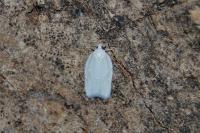 Acleris logiana
