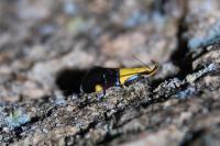 Oecophora bractella