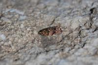 Gypsonoma minutana