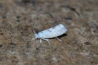 Niphonympha dealbatella