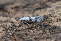 Scythropia crataegella