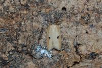 Acleris lorquiniana