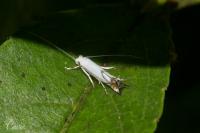Lyonetia prunifoliella