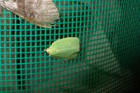Tortrix viridana