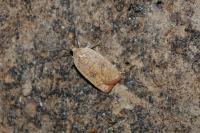 Agonopterix irrorata