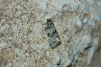Isotrias rectifasciana