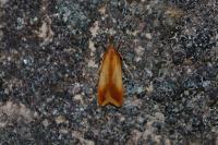 Dichomeris ustalella
