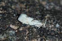 Epinotia bilunana