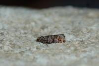 Gravitarmata margarotana