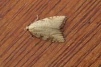 Aleimma loeflingiana