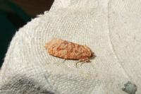 Lozotaeniodes formosana