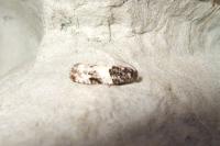 Gypsonoma sociana