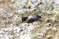 Pammene fasciana