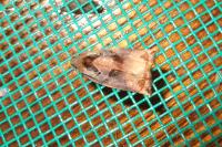 Archips podana