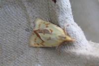 Agapeta hamana