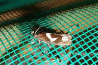 Epiblema foenella