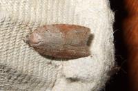 Acleris