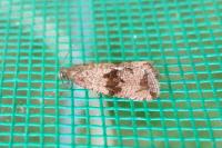 Celypha striana