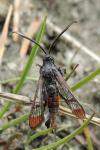 Synanthedon formicaeformis