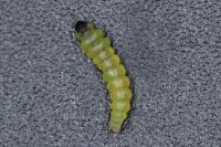 Coptotriche marginea
