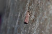 Celypha rosaceana