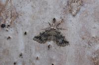 Pterotopteryx dodecadactyla
