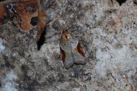 Acleris laterana