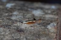 Ypsolopha dentella