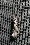Ypsolopha sequella