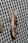 Ypsolopha scabrella