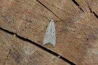 Brachmia inornatella