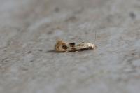 Elachista maculicerusella