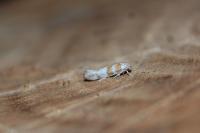 Cedestis gysseleniella
