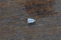 Pseudopostega crepusculella