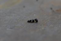 Elachista gleichenella