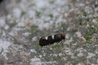 Incurvaria masculella