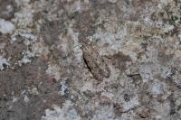Pseudotelphusa paripunctella