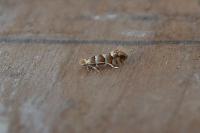 Phyllonorycter nicellii