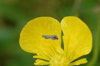 Glyphipterix simpliciella