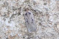 Agonopterix yeatiana